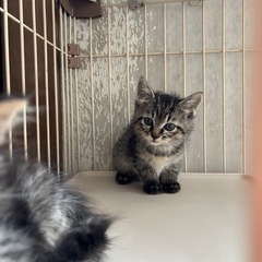 少し小ぶりの女子　キジトラちゃん - 猫