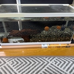 決まりました

