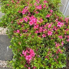 ツツジ🌺
