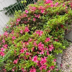 ツツジ🌺の画像