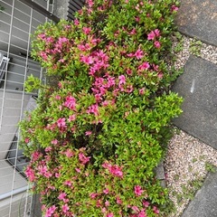 ツツジ🌺の画像