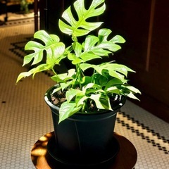観葉植物　ヒメモンステラ　高さ47cm　8号の鉢と受け皿付き