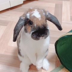 ロップイヤーラビット　1歳　