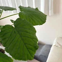 観葉植物フィカスウンベラータ値段相談可能の画像