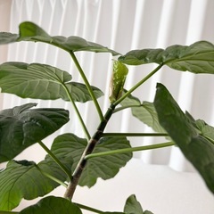 観葉植物フィカスウンベラータ値段相談可能の画像
