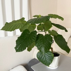 観葉植物フィカスウンベラータ値段相談可能