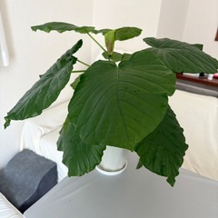 観葉植物フィカスウンベラータ値段相談可能の画像