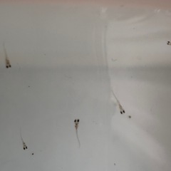 【ミックスメダカの針子 5ミリ程度】の画像