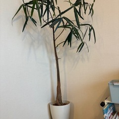 観葉植物　ボトルツリー