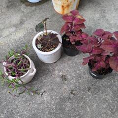 ベゴニア　多肉植物