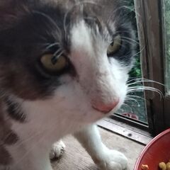 迷い猫