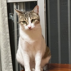 室内飼い