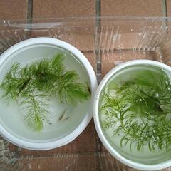 ヌマエビ（日本在来種)　10匹の画像