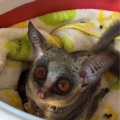 ショウガラゴ　男の仔、