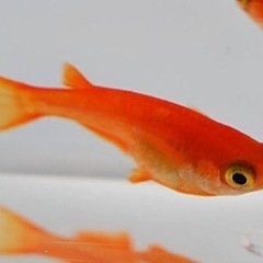 メダカ卵　針子稚魚
