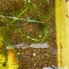 メダカの稚魚4 みど様