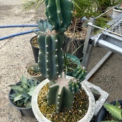 柱サボテン🌵ブランチ🌵