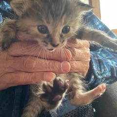 子猫の里親様になってください
