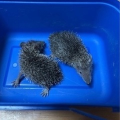 ヒメハリテンレック、ベビー、生まれました