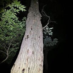 クワガタ採集好きな親子の方❗️