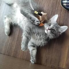 ２っ月の子猫ちゃんです。