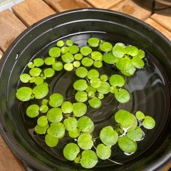 アマゾンフロッグピット水草めだか水生植物