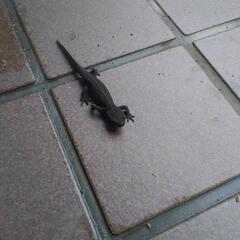アカハライモリ　3匹