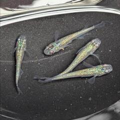 メダカ　砂里鰭長 1ペア＋1の画像