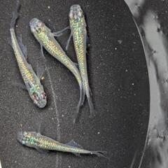 メダカ　砂里鰭長 1ペア＋1の画像