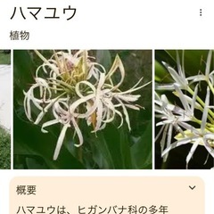 ハマユウ