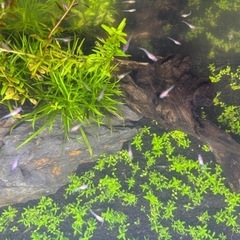 ④メダカの稚魚 受付終了しました