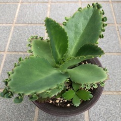 多肉・子宝草の画像