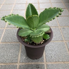 多肉・子宝草の画像
