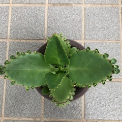 多肉・子宝草の画像