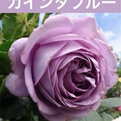 お花苗 バラ苗 ローズ 紫陽花 接木 挿し木の画像
