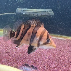 ダトニオリアルバンド　シミあり　