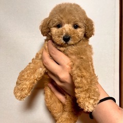 Ｔ.プー🐩‪ 𓈒𓏸