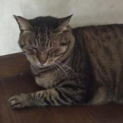 全国雑談通話グルチャ大募集！