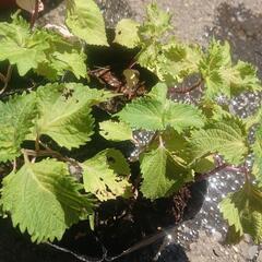 大葉 シソ 紫蘇 しそ 青ジソ SHISO perilla le...