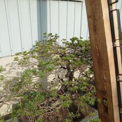 観葉植物　盆栽の画像