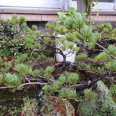 観葉植物　盆栽の画像