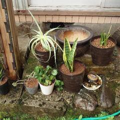 観葉植物　盆栽の画像