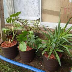 観葉植物　盆栽の画像