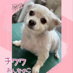 🔊急募‼️🍀チワワ🍀ロング🐶おとなしいコ🤗2020.2.16🎂5歳❣️