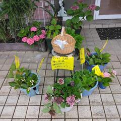 紫陽花　挿し木　アジサイ　挿し穂