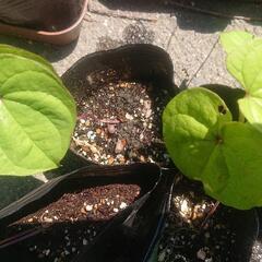 ヤマノイモ 山芋 自然薯 ナガイモ とろろ芋 japanese yam 苗 五株 無農薬 野菜苗 家庭菜園 ガーデニング 園芸 グリーンカーテン                   の画像