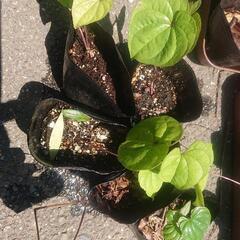 ヤマノイモ 山芋 自然薯 ナガイモ とろろ芋 japanese yam 苗 五株 無農薬 野菜苗 家庭菜園 ガーデニング 園芸 グリーンカーテン                   の画像