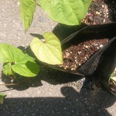 ヤマノイモ 山芋 自然薯 ナガイモ とろろ芋 japanese yam 苗 五株 無農薬 野菜苗 家庭菜園 ガーデニング 園芸 グリーンカーテン                   の画像