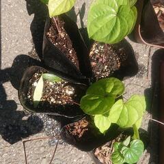 ヤマノイモ 山芋 自然薯 ナガイモ とろろ芋 japanese yam 苗 五株 無農薬 野菜苗 家庭菜園 ガーデニング 園芸 グリーンカーテン                   の画像