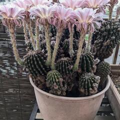 花咲く🌺サボテンの画像